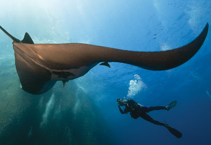 Croisière plongé Socorro
