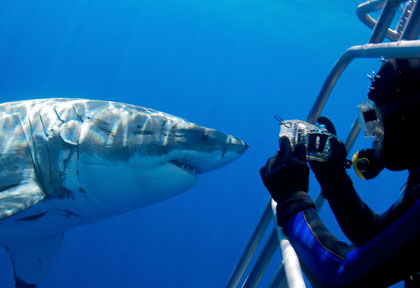 Grand requin blanc au Mexique