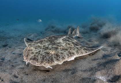 Requin ange à Lanzarote