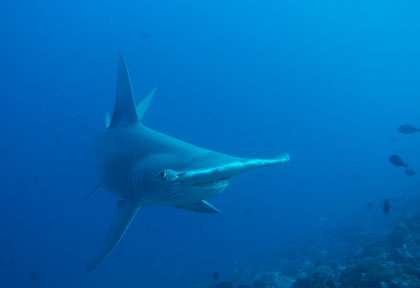 Requin marteau dans la passe de Tiputa
