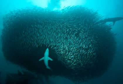 Sardine en Afrique du Sud
