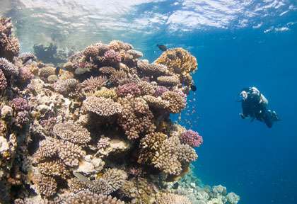 Récif de corail à Dahab en Mer Rouge