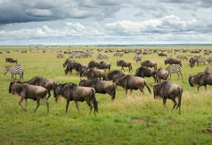 Zebres et gnou dans le Serengeti © Shutterstock - Kirill Trubitsyn