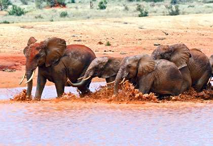 Les éléphants de Tsavo