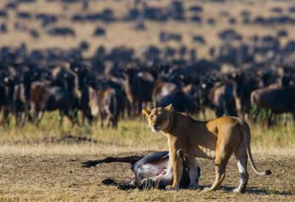 Migration dans le Masai Mara
