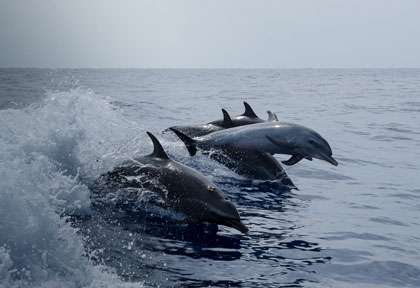 les dauphins de hawaii