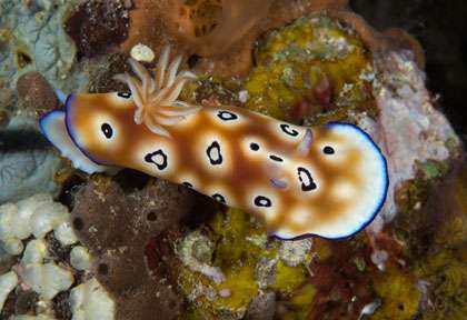 Nudibranche en plongée dans les Iles Gili
