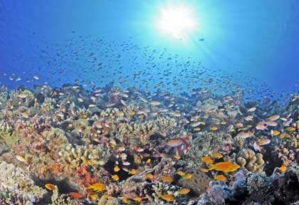 Plateau de corail à Mayotte