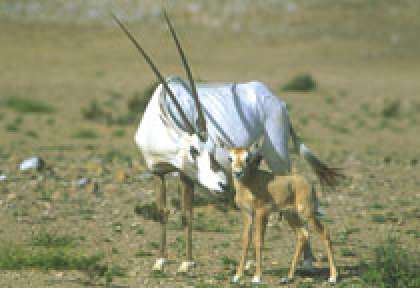 Reserve d’Oryx à Oman