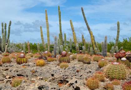 Cactus Bonaire