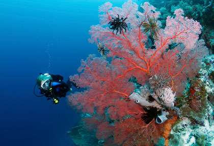 Grande gorgone en plongée en Indonésie