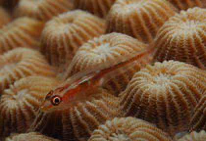 Petit poisson sur polypes de corail aux Seychelles