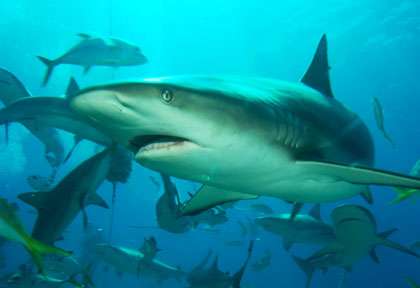 Les requins des Bahamas aux Exumas cayes