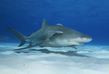 Requin citron en Polynésie