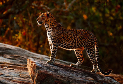 Leopard à Yala - Sri Lanka © Cinnamon Wild Yala