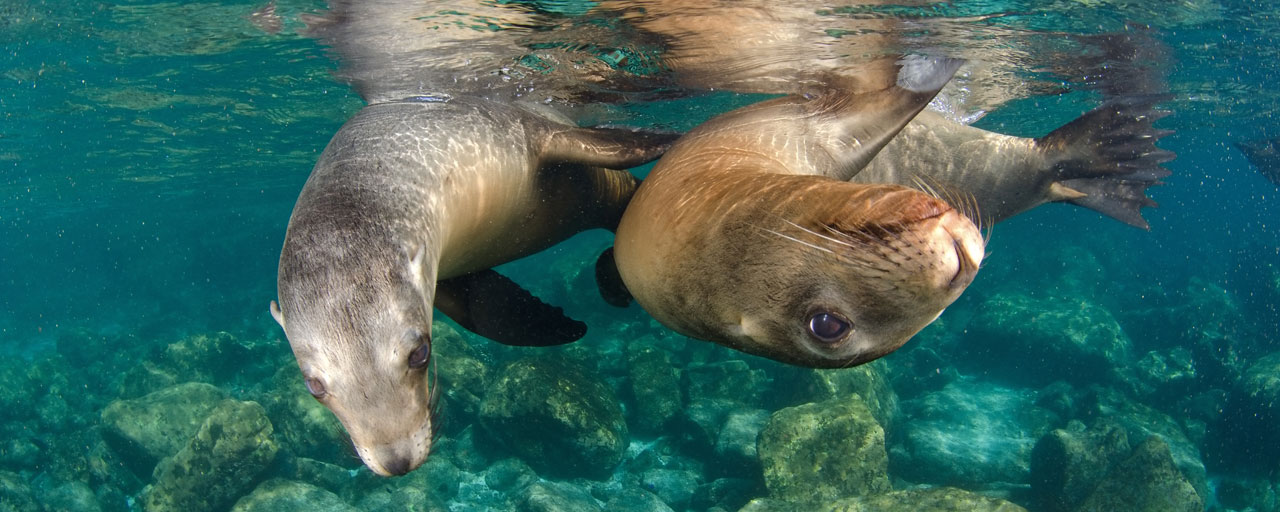 rencontre avec les otaries