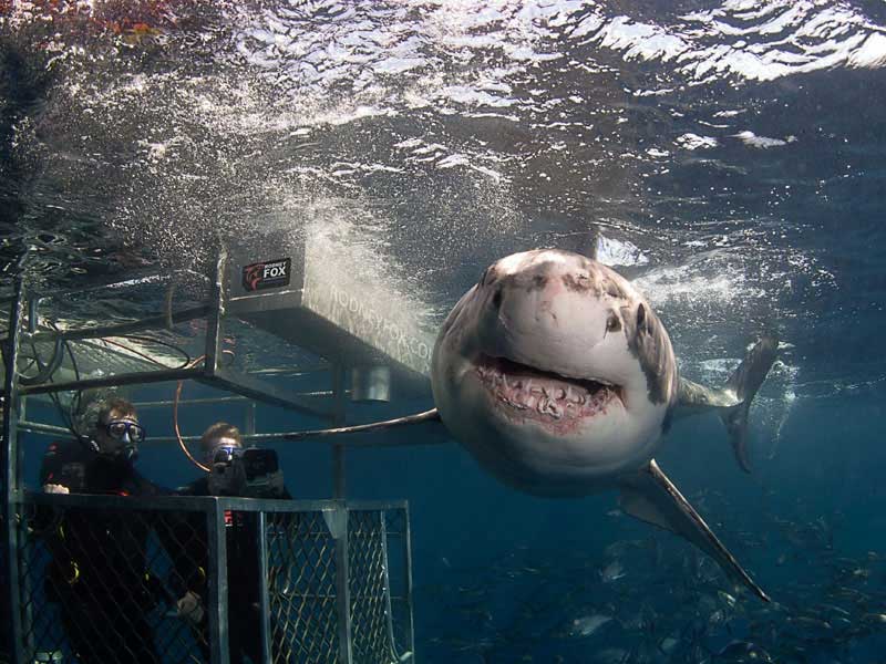 Rodney Fox Shark Expeditions Australie Croisiere Plongee Port Lincoln South Australia Voyages Plongee Ultramarina