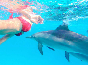 Croisière Dauphin en Mer Rouge avec Valérie Valton - Nager avec les dauphins