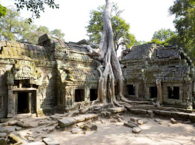 Cambodge - Le temple de Ta Phrom à Angkor