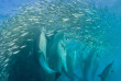Safari Sardine Run et faune sauvage en Afrique du Sud avec Bleu Autrement