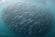 Afrique du Sud - Sardine Run - Blue Ocean Dive © Andrew Qian