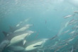 Afrique du Sud - Sardine Run - Blue Ocean Dive © Andrew Qian