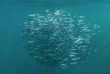 Afrique du Sud - Sardine Run - Blue Ocean Dive © Borut Furian