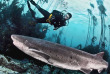 Afrique du Sud - Cape Town - Plongée avec Pisces Divers