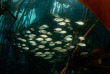 Afrique du Sud - Cape Town - Pisces Divers