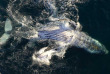 Safari Sardine Run et faune sauvage en Afrique du Sud avec Bleu Autremeny