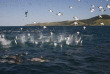 Afrique du Sud - Seal - Sardine Run