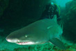 Afrique du Sud - Umkomaas - Blue Ocean Dive Resort - Fernando Munoz Colas