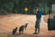 Australie - South Australia - Kandaroo Island - Wallabys