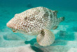 Australie - Western Australia - Ningaloo Reef - Exmouth Dive and Whalesharks © Sabine Zuccolo