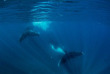 Australie - Western Australia - Ningaloo Reef - Exmouth Dive and Whalesharks - Croisière nager avec les baleines