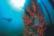 Australie - Western Australia - Ningaloo Reef © Tourism Western Australia