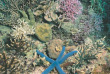Australie - Western Australia - Ningaloo Reef © Tourism Western Australia