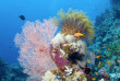 Australie - Queensland - Lady Elliot Island Dive Shop © Jean-Michel Mille