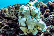 Australie - Western Australia - Ningaloo Reef - Exmouth Dive and Whalesharks © Sara Barbieri