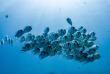 Australie - Western Australia - Ningaloo Reef - Exmouth Dive and Whalesharks © Sara Barbieri