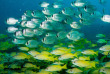 Australie - Western Australia - Ningaloo Reef - Exmouth Dive and Whalesharks © Sabine Zuccolo