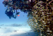 Australie - Western Australia - Ningaloo Reef - Exmouth Dive and Whalesharks © Scott