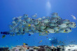 Australie - Western Australia - Ningaloo Reef - Exmouth Dive and Whalesharks © Scott