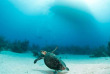 Bahamas - Croisière plongée Aqua Cat Cruises