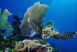 Belize - Hopkins - Plongée à Hamanasi Adventure & Dive Resort