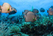 Belize - Ambergris Caye - Plongée au Turneffe North avec Ramon's Village Divers © Belize Tourism Board