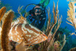 Belize - Placencia - Turtle Inn - Plongée avec Tides Dive Shop