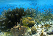 Odyssée Bonaire en liberté - Voyage plongée accompagné © Shuttersock - Isabelle Kuehn