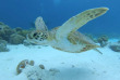 Bonaire - Tropical Divers