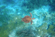 Bonaire - Tropical Divers